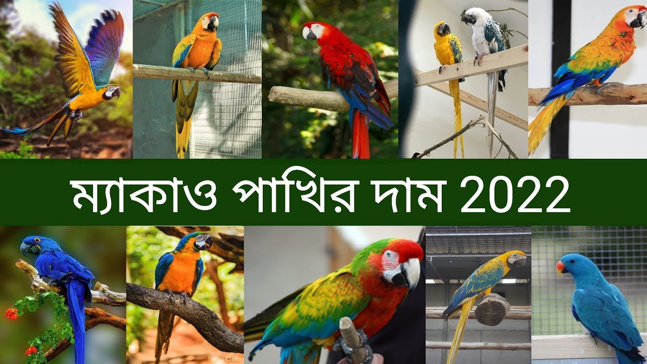 ম্যাকাও পাখির দাম | Macaw Bird Price 2022 in Bangladesh And India | Macaw Pakhir Dam