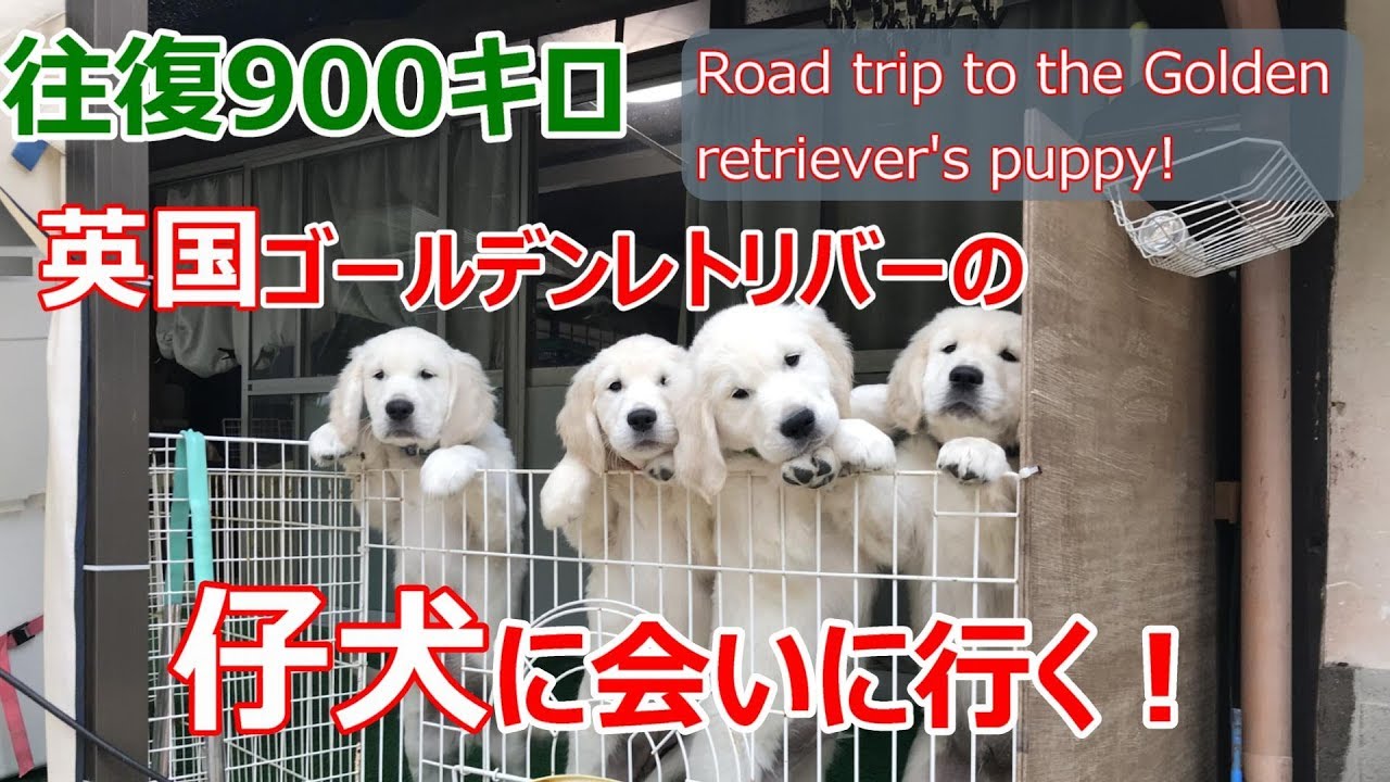 英国ゴールデンレトリバーの仔犬を見に行く旅