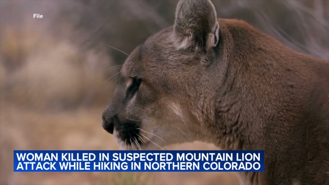 Woman killed in suspected mountain lion attack while hiking in northern Colorado