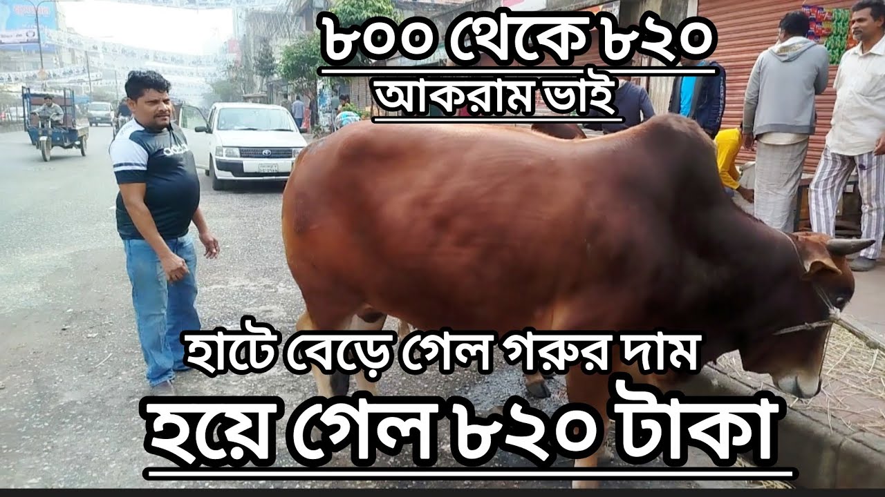 ১৫৮-হয়ে গেল ৮২০ টাকা , হাটে বেড়েছে গরুর দাম 
