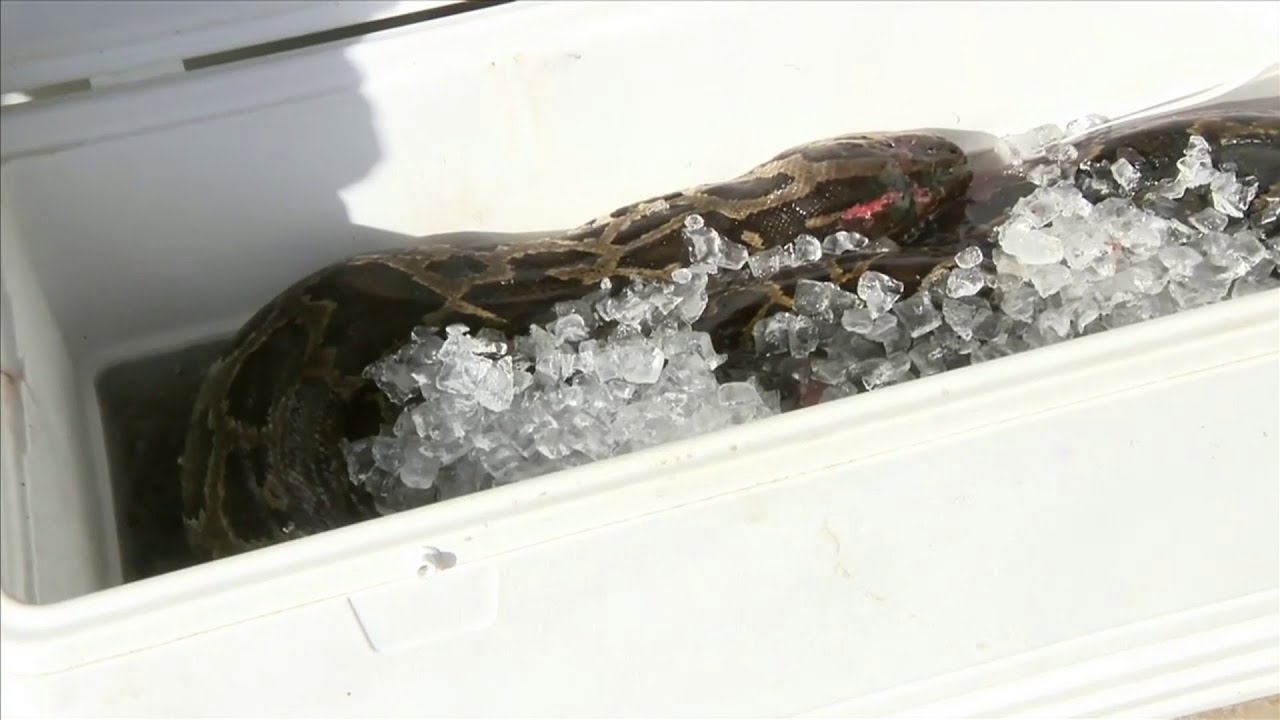 Homestead man captures 17.5-foot python in Florida Everglades