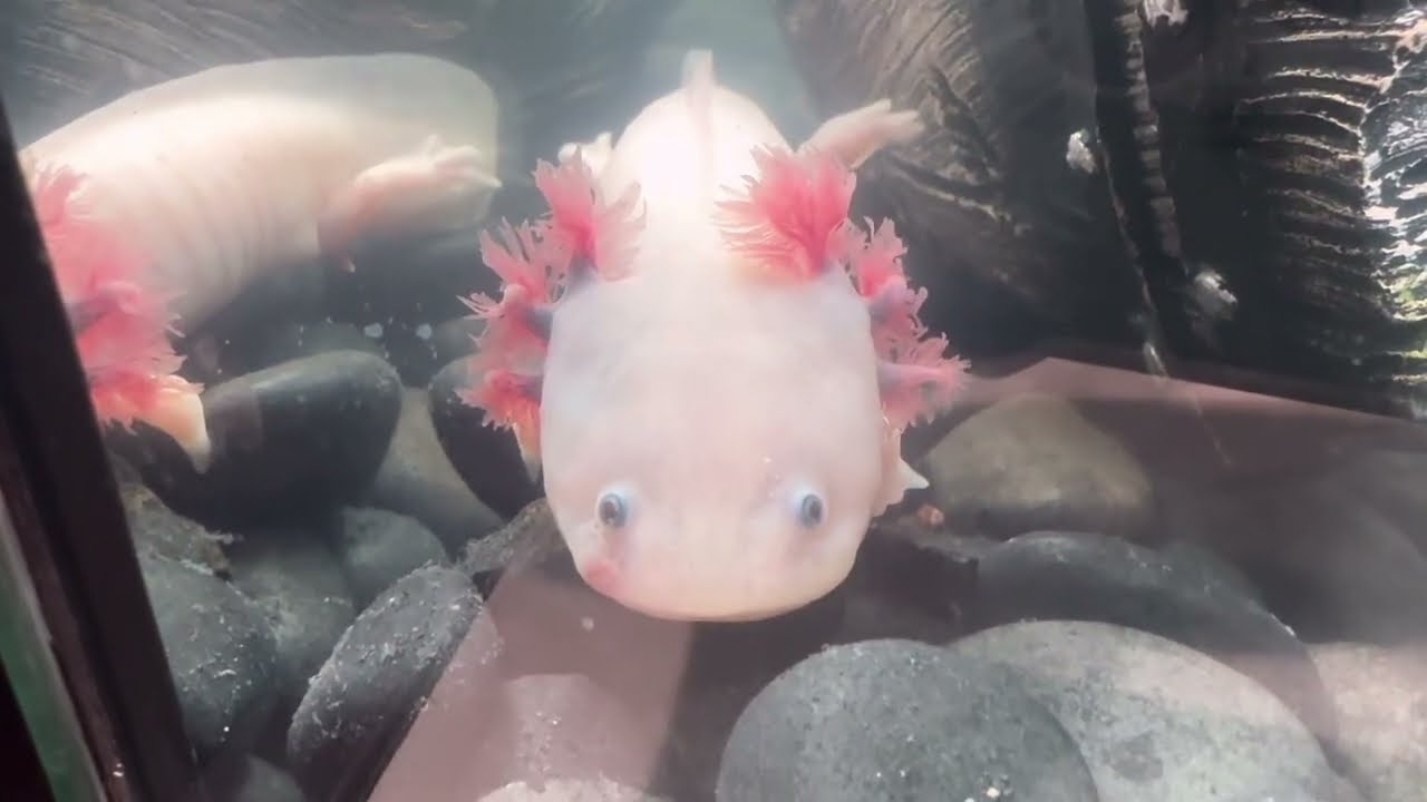 Checking on a new Walking Fish part 1