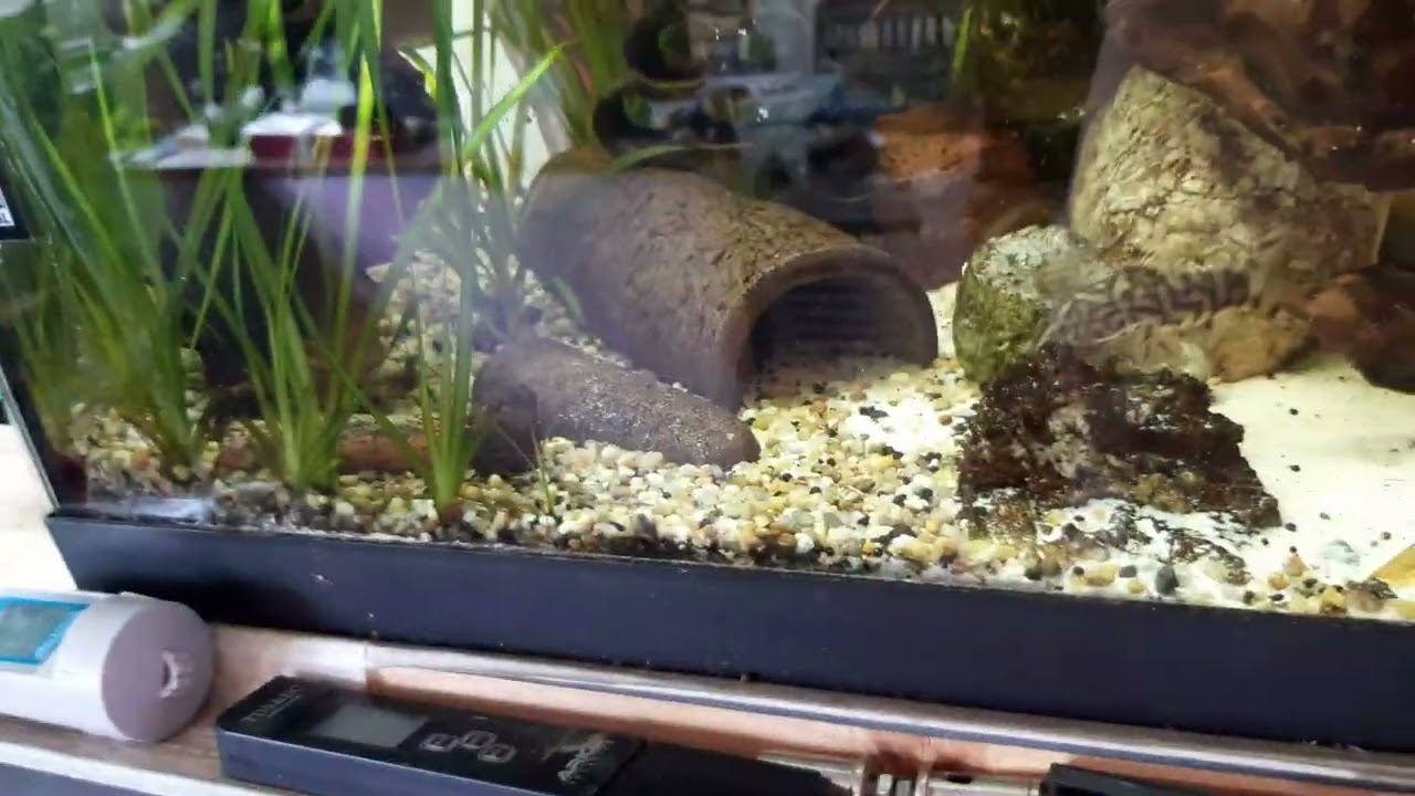 Update zu meinen Aquarien 03.08.2025