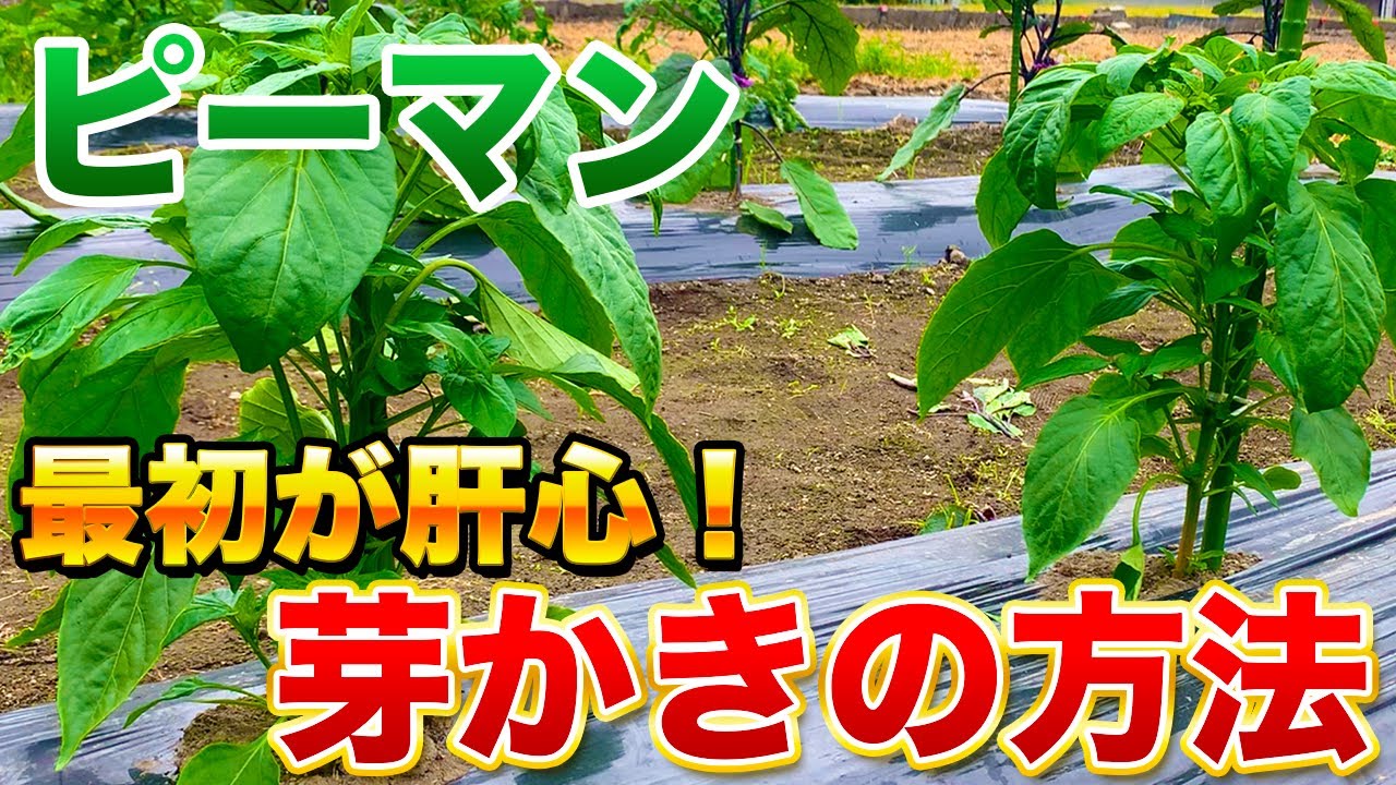 【ピーマン栽培】その脇芽とり要注意です！収穫量を大幅に増やす仕立て方！