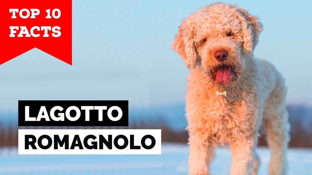 Lagotto Romagnolo - Top 10 Facts