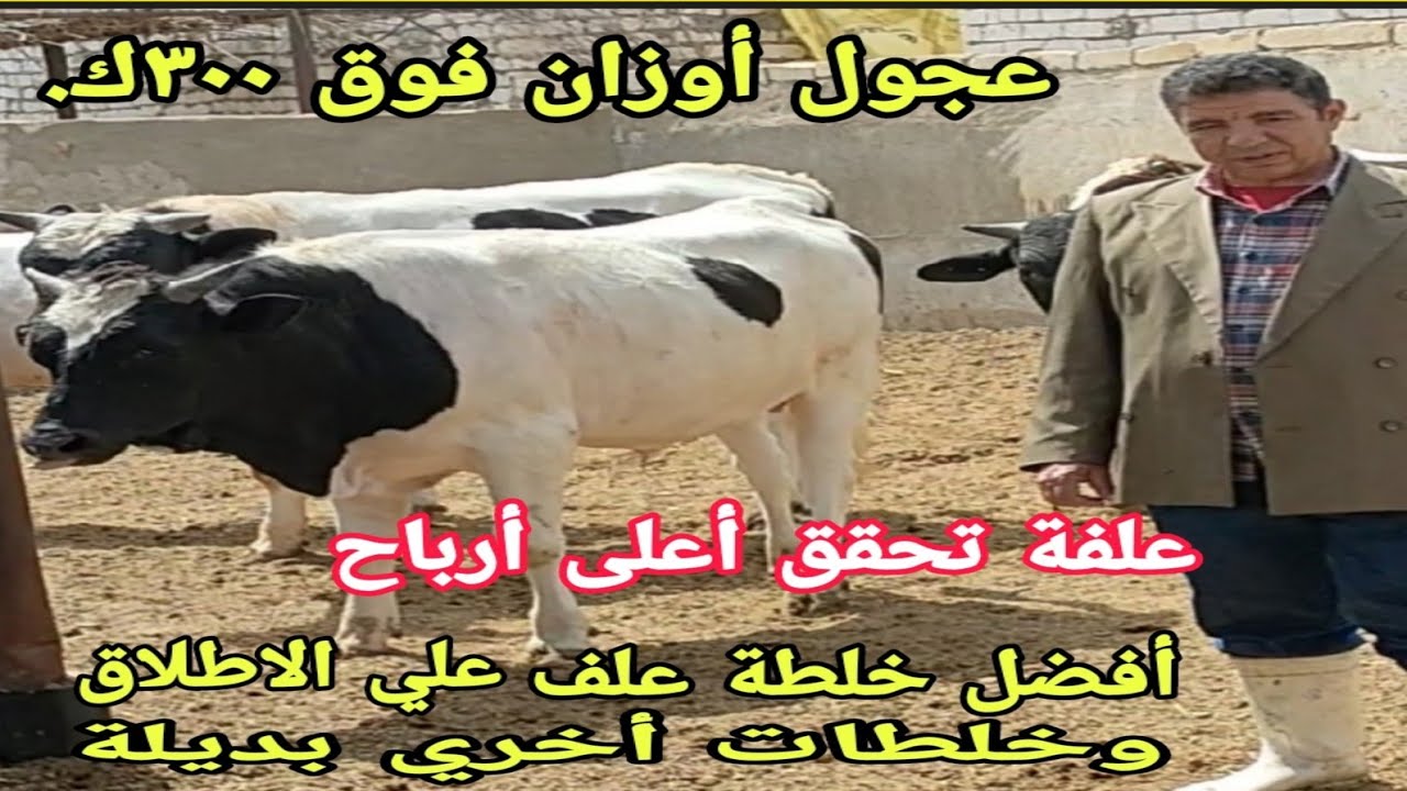 حضر ورقة وقلم وسجل( أفضل خلطة علف علي الإطلاق لعجول أوزان فوق ٣٠٠ك)و(٤خلطات بديلة)مع د/السيد الطوخي