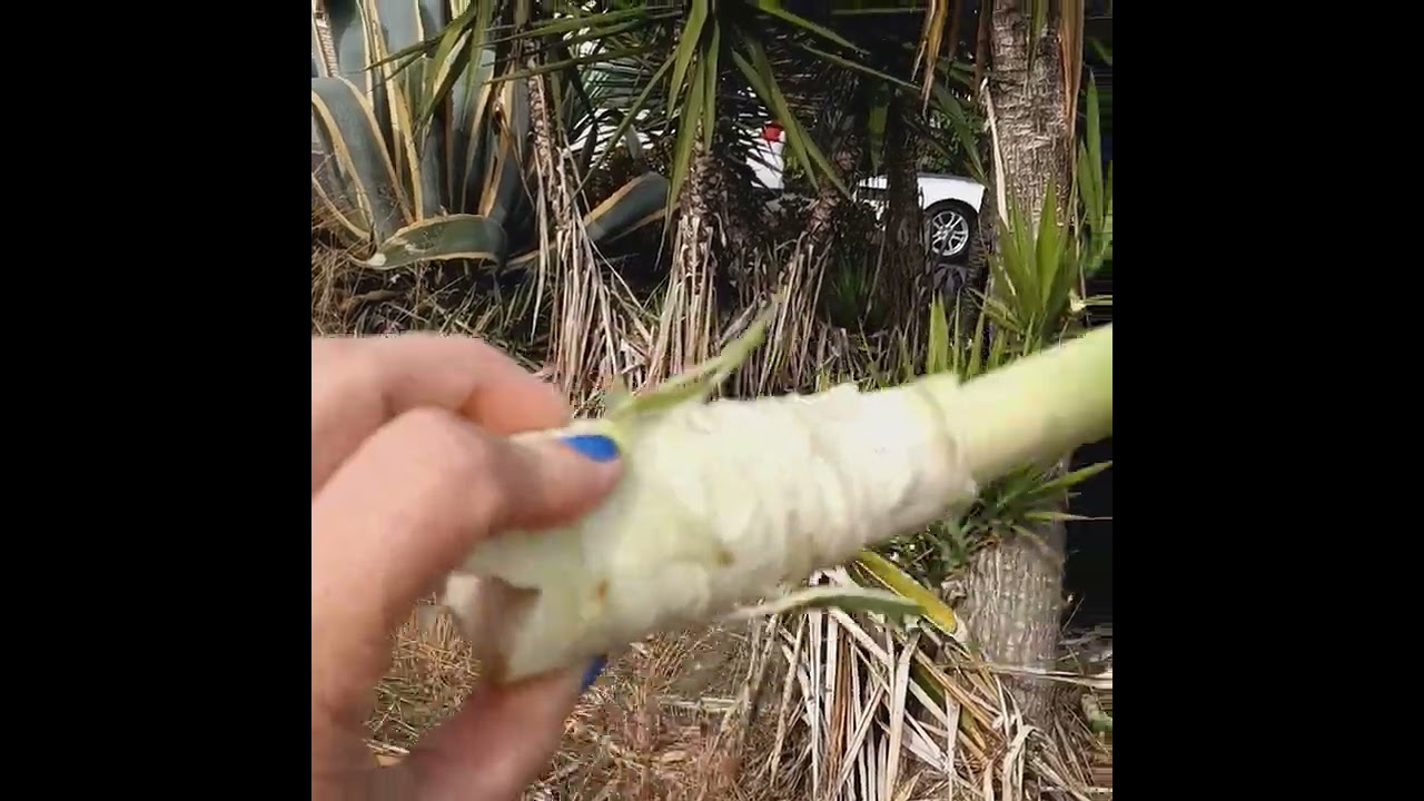 mutas o pi&ntilde;icos de izote!!!!