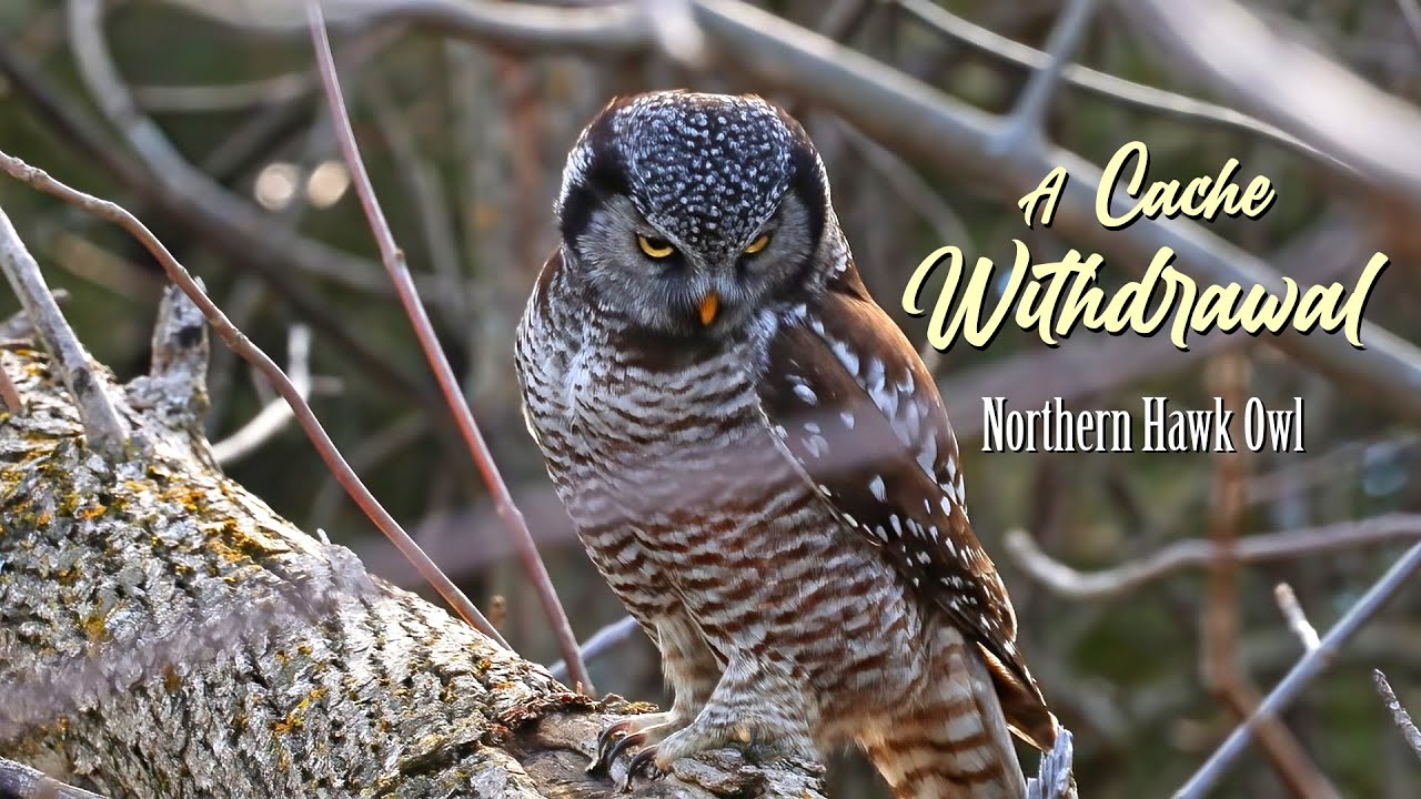 Northern Hawk Owl