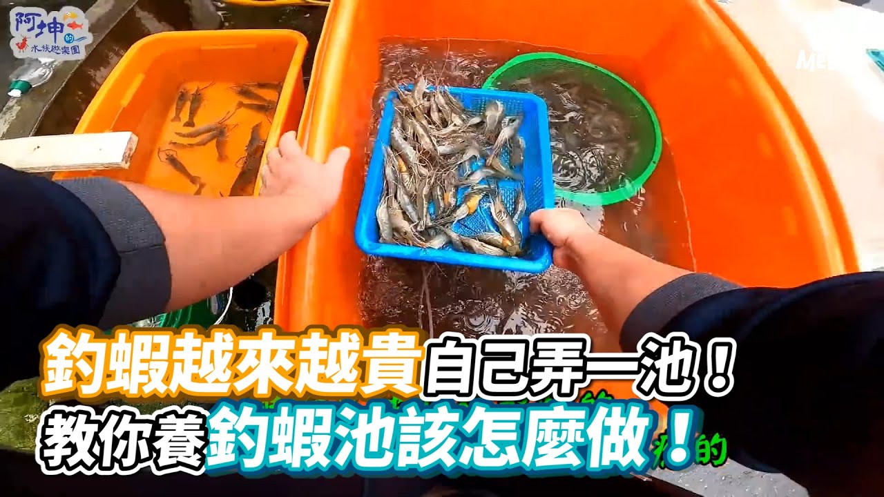 釣蝦越來越貴自己弄一池！教你養釣蝦池該怎麼做！《VS MEDIA》