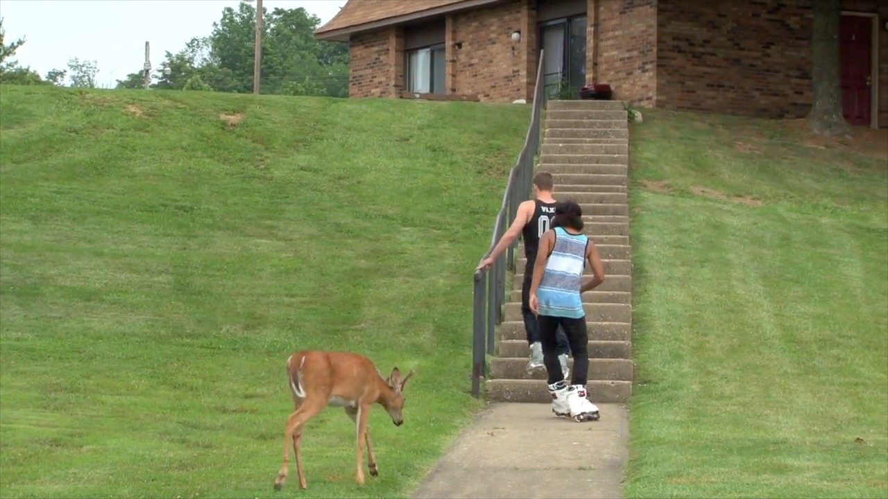 Stairway To Shreddin - (full video)