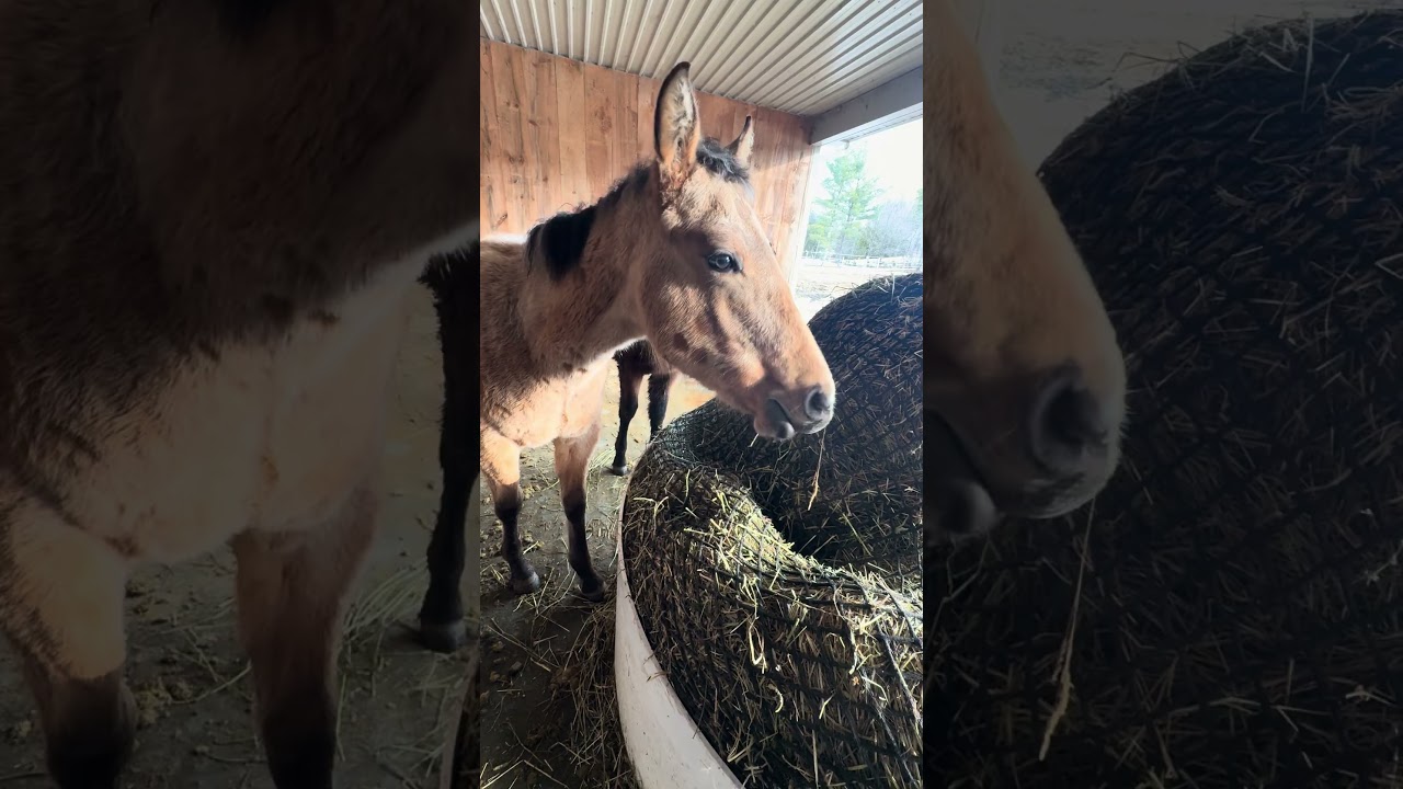 Peanuts first time eating carrots, plus Chief showing him how it’s done.