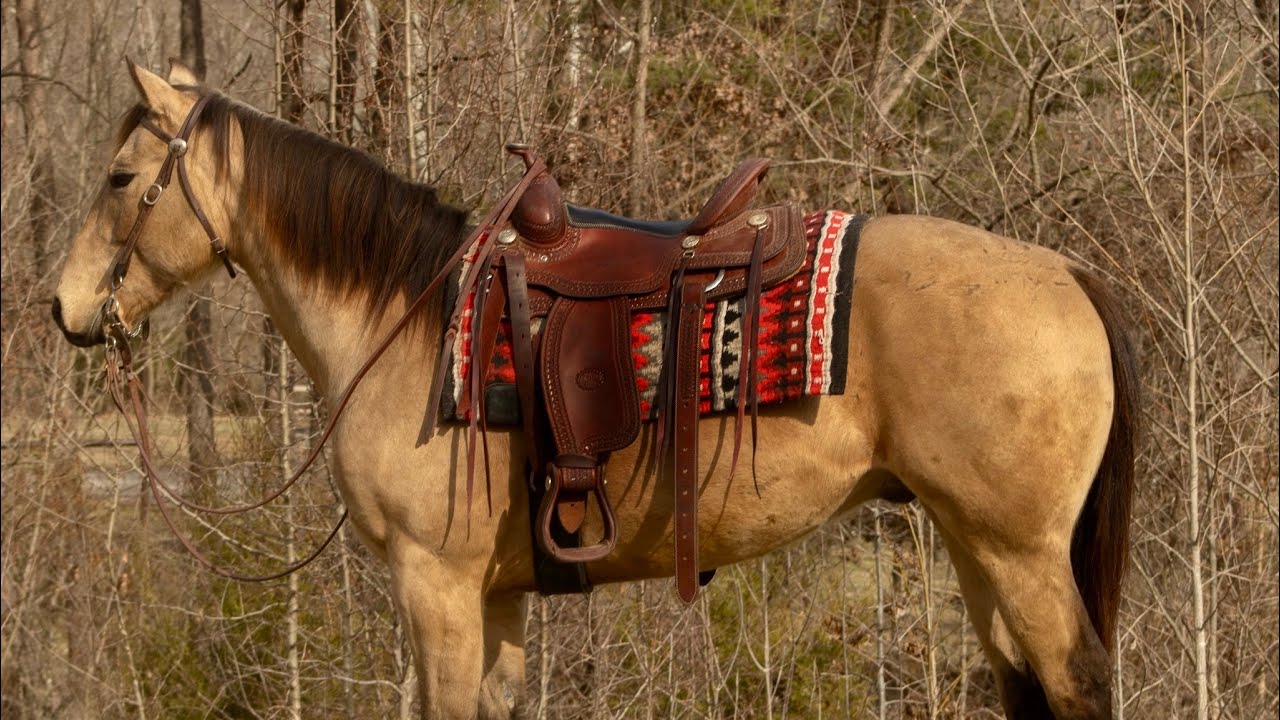 Wilywood Bart- 2021 AQHA buckskin gelding heading to The Great American Ranch and Trail Horse Sale. 