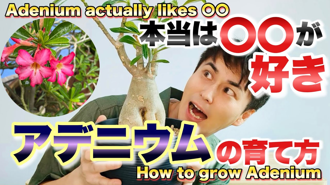【花を咲かせるコツ】人気の塊根植物 アデニウムの育て方　【砂漠のバラ】【園芸】【ガーデニング】【コーデックス】