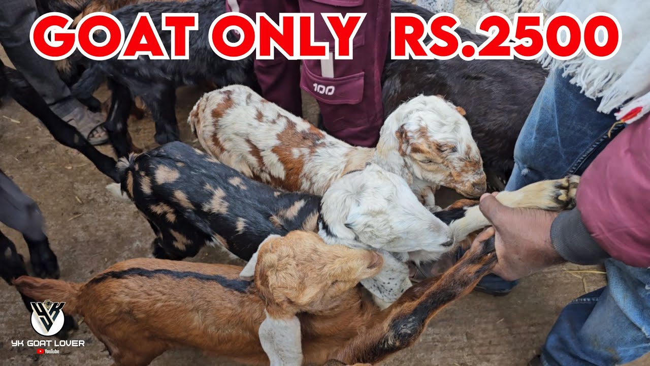 Pune Ki Sabse Badi Bakra Mandi, Hansa, Kota, Bantam, Saanen all goats in one Place I YK Goat Lover