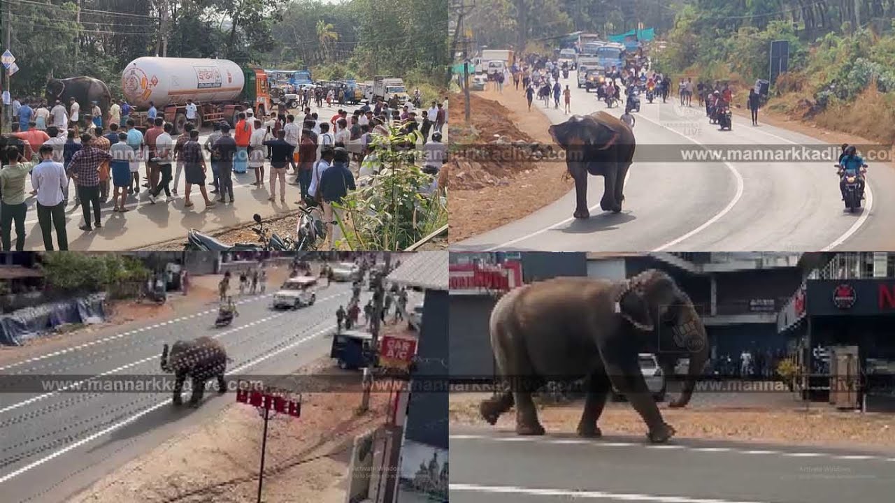 മണ്ണാർക്കാട് ദേശീയപാതയിലൂടെ പരിഭ്രാന്തി പരത്തി 12 കിലോമീറ്റർ ആന ഓടി.
