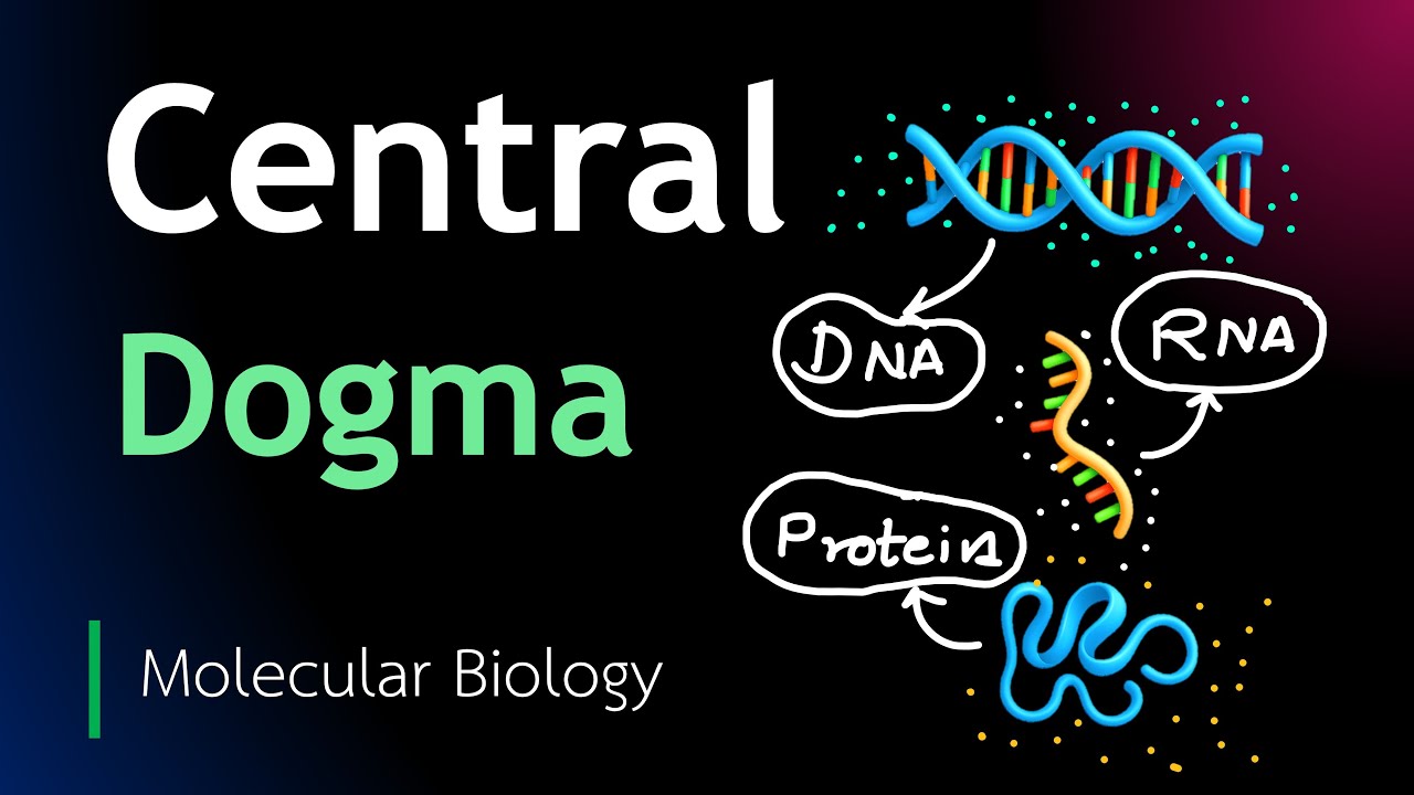 Essential Steps to Understand Central Dogma of Molecular Biology
