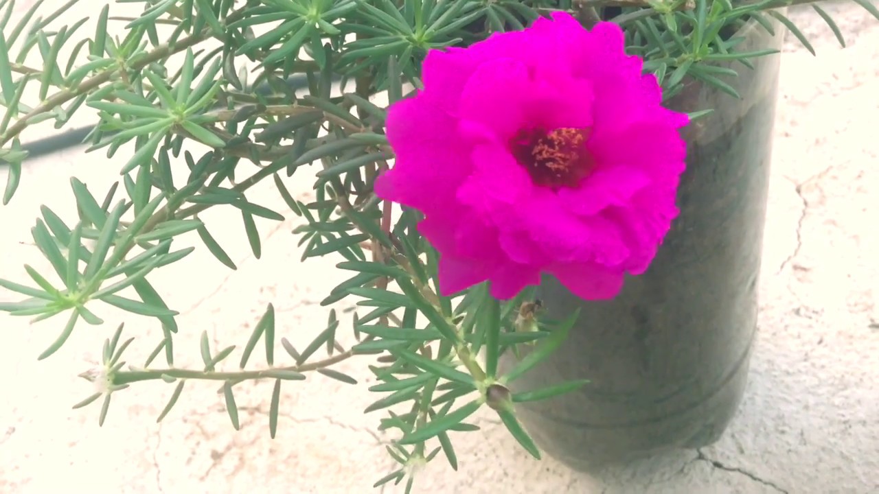Cómo reproducir mañanitas por esqueje I Jardín en casa