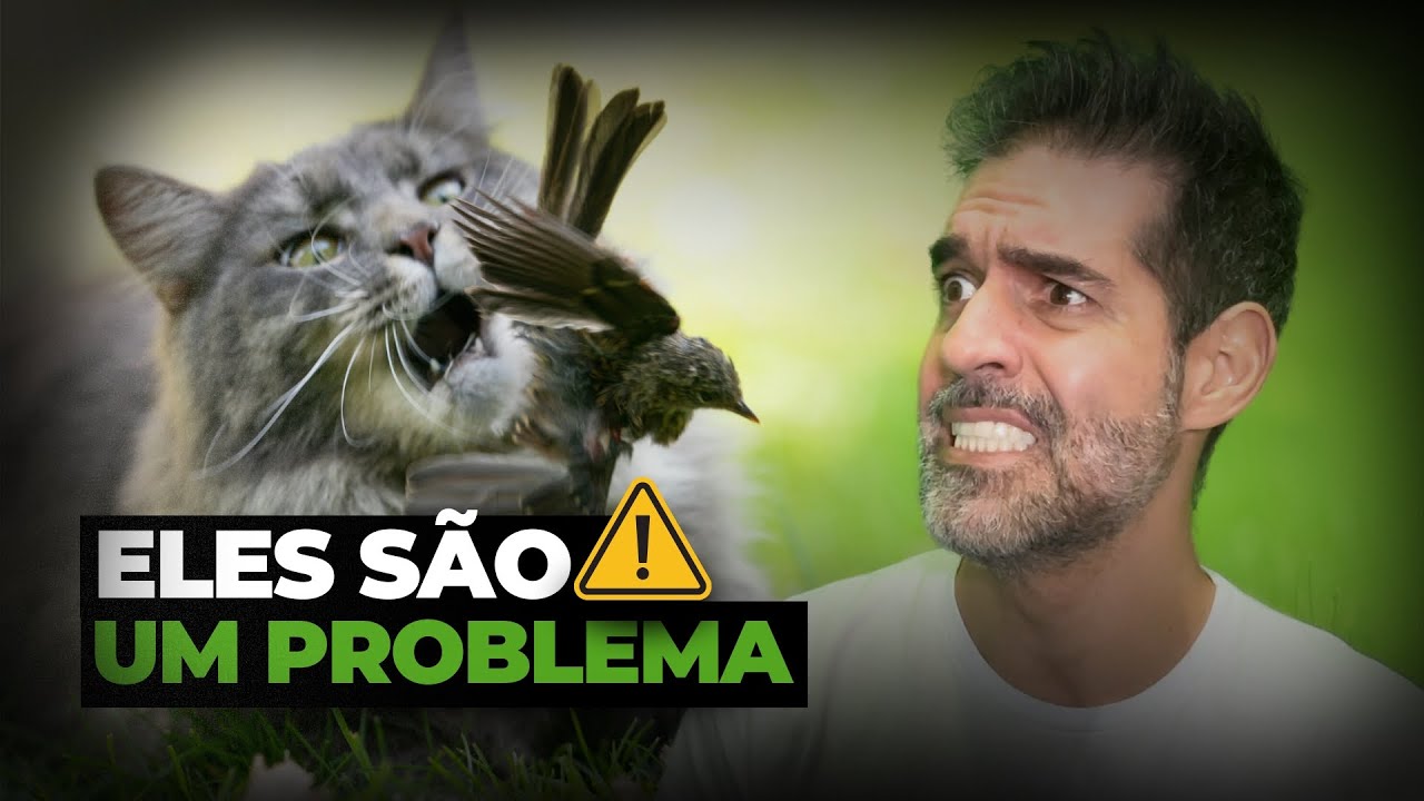 Gatos domésticos são um desastre ambiental