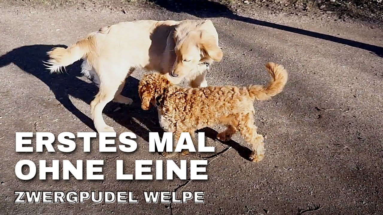 Zwergpudel-Welpe das erste Mal ohne Leine im Park - Hundebegegnungen ohne Leine