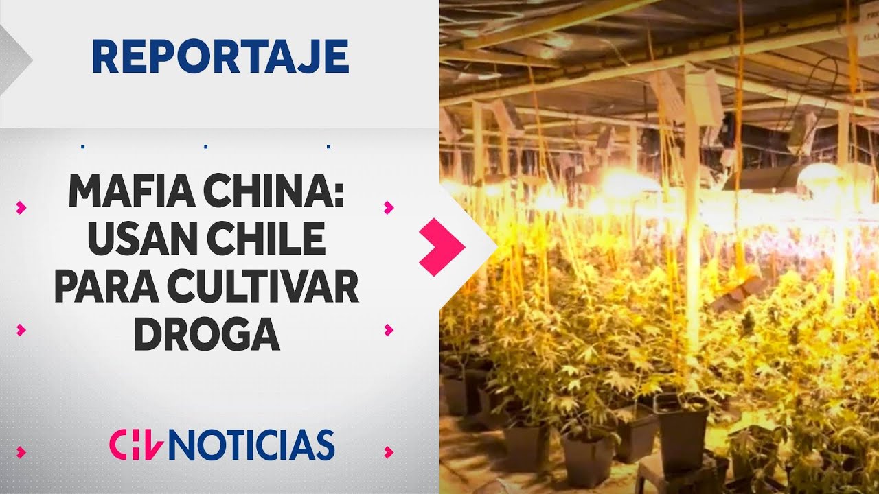 MAFIA CHINA: Usan Chile para cultivar gigantescas plantaciones industriales de marihuana | REPORTAJE