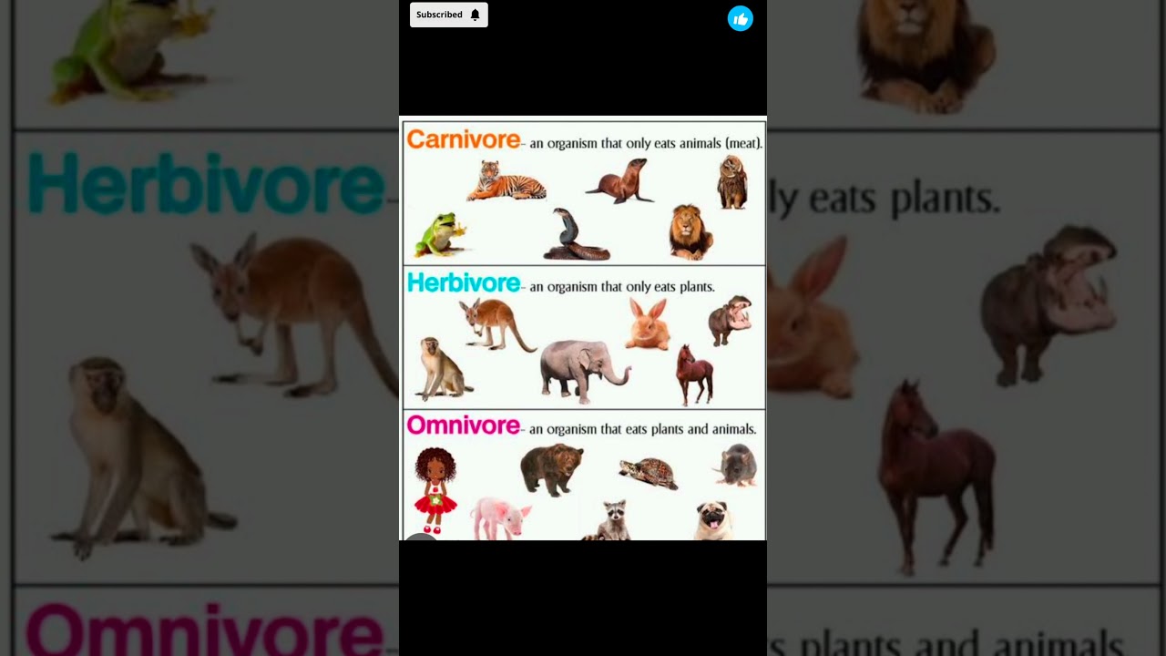 Herbivores, Carnivore,Omnivores|#herbivores#carnovores#omnivores#herbivorous#carnivorousanimals