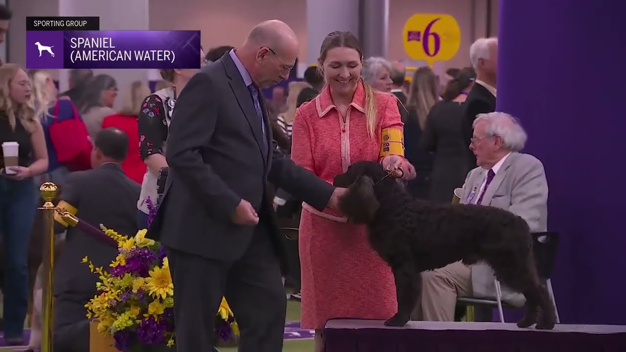 American Water Spaniels | Breed Judging 2026