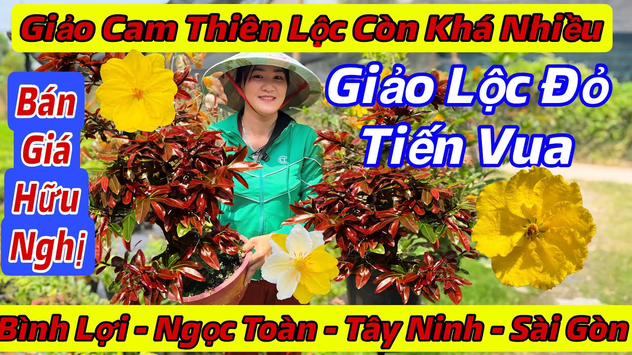 10/3☎️0765289497☎️🌲Mai Vàng Giá Rẻ🌲Cam Thiên Lộc-Giảo Lộc Đỏ-Bình Lợi-Ngọc Toàn-Tây Ninh-Sài Gòn…🌲
