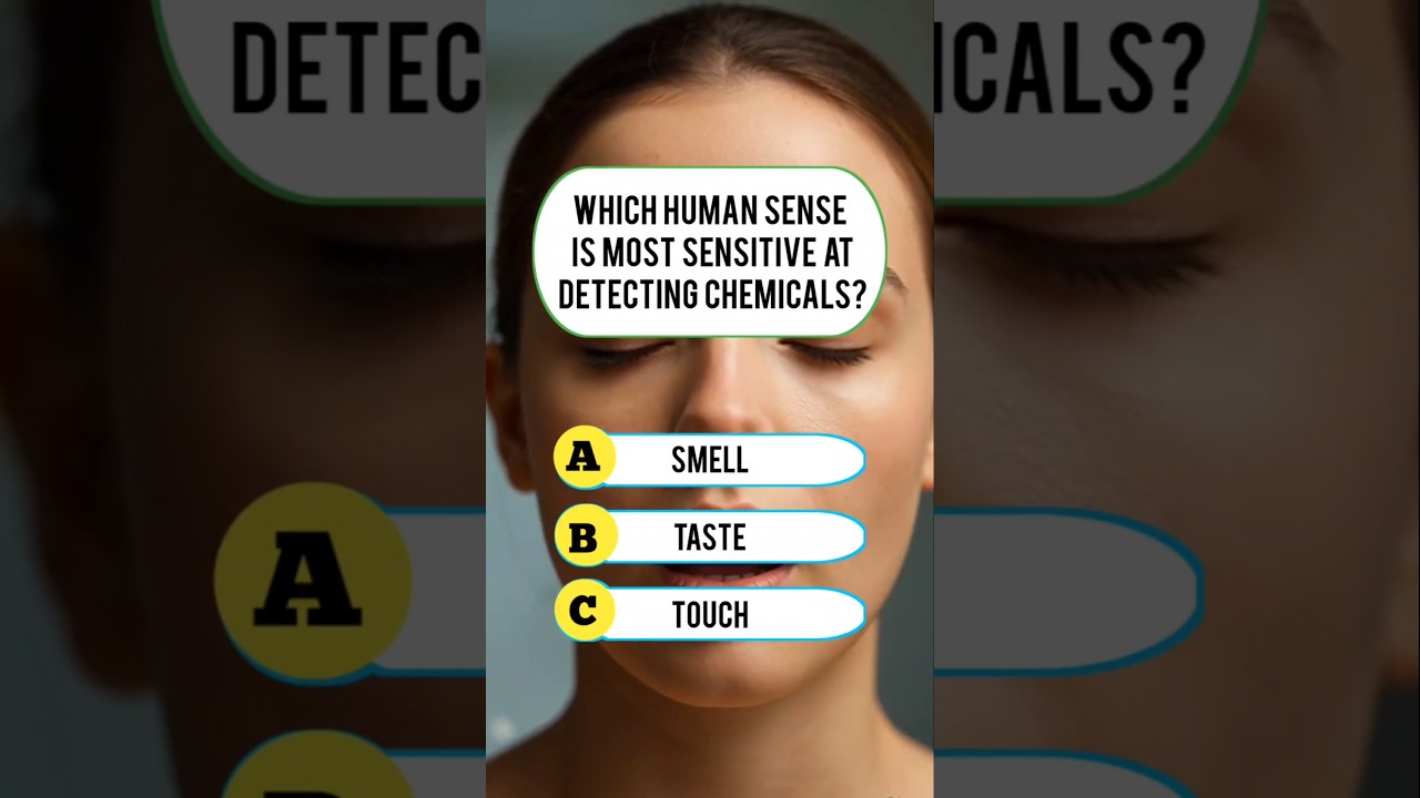 Which Human Sense? 🤔 #usafacts #quiz #triviatricks #usaquiz #mindbendingquiz #trivia #funquiz #facts