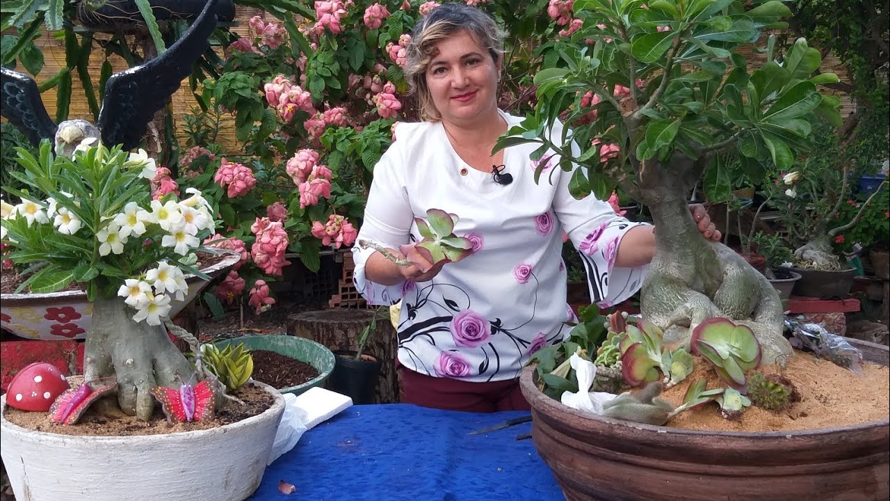Fazendo Levantamento de Caudex Em Escultura viva e Recebendo mais Plantas
