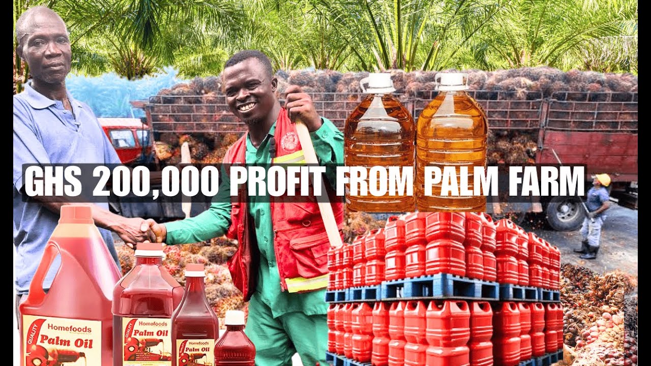 GHS 200,000 Profit from Palm Farm Agya Mensah's Story
