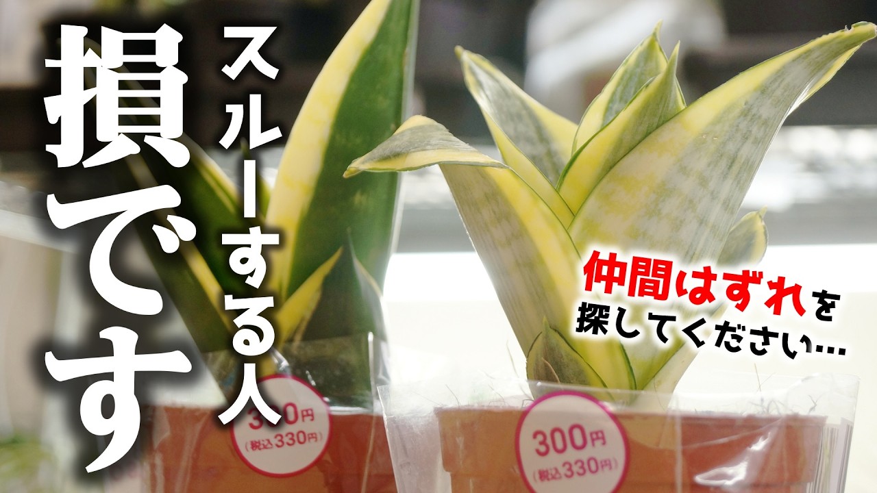 知らなきゃ損！”100均の観葉植物探し”が10倍楽しくなる秘密♪【サンセベリア】