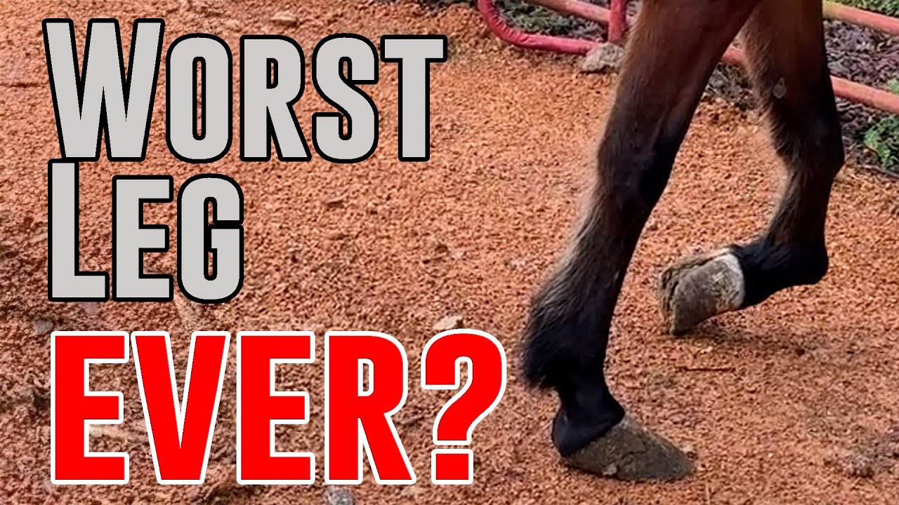 38 Horses Saved - Buyout Intake (Almost Live)