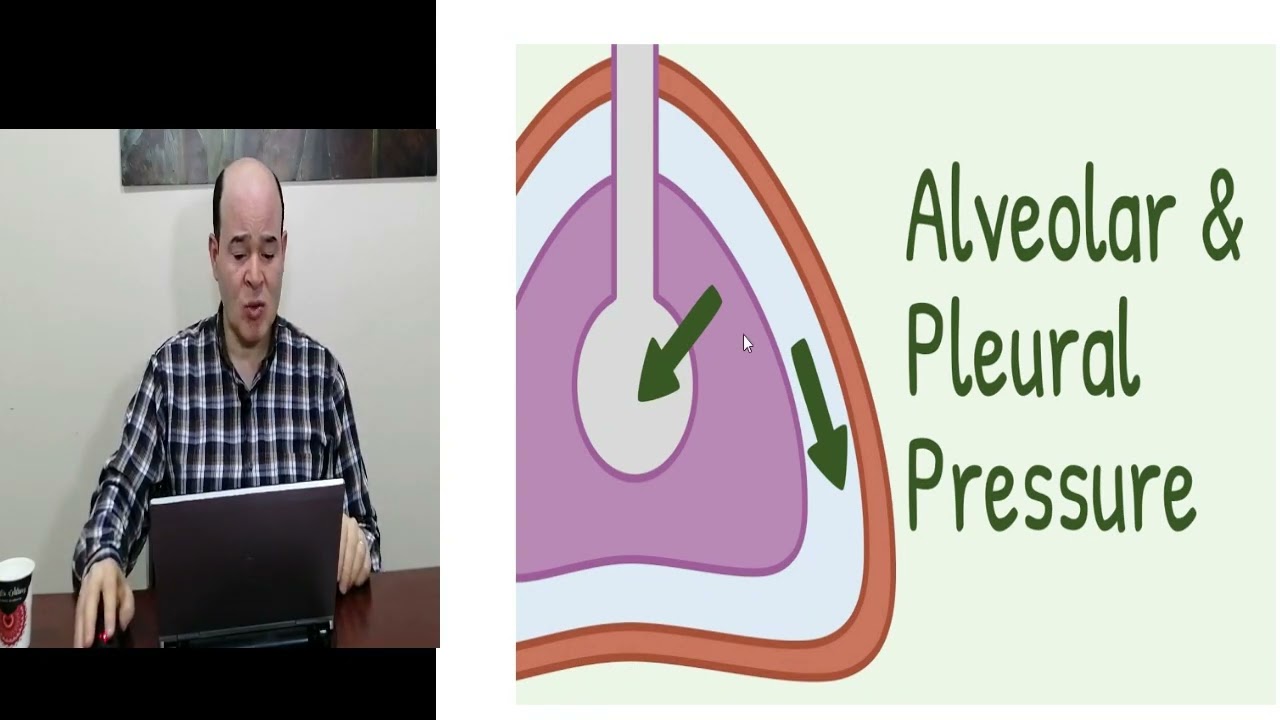 Factors affecting pulmonary ventilation 1/Lashin Saadد.لاشين
