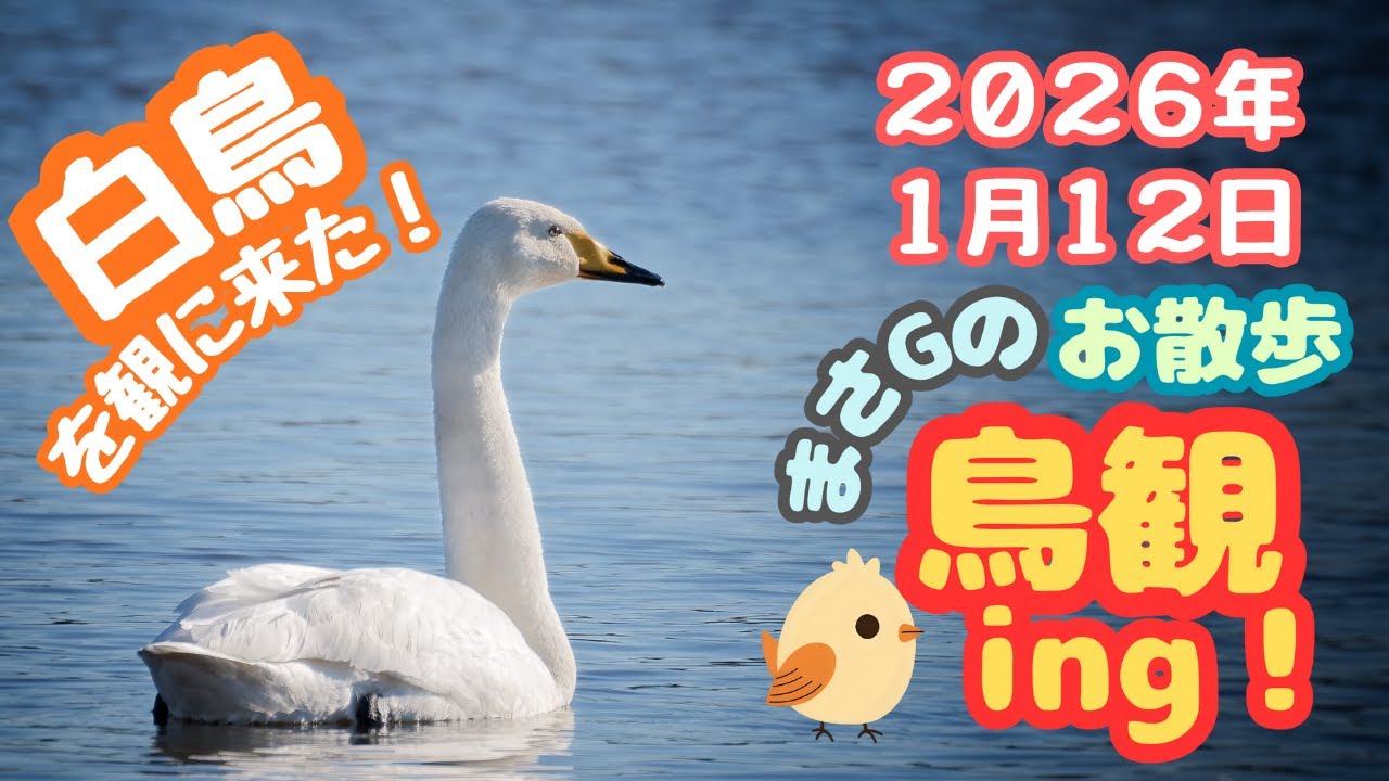 2026年1月12日 白鳥を観に来た！