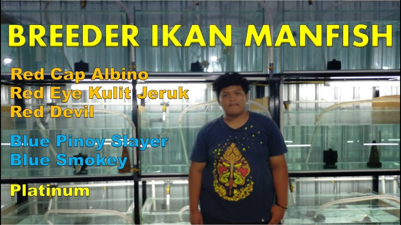 Keren, Sukses Breed Ikan Manfish / Angelfish