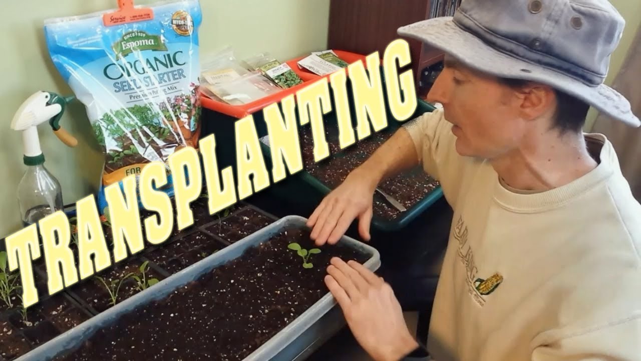 Transplanting Seedlings to a Larger Container