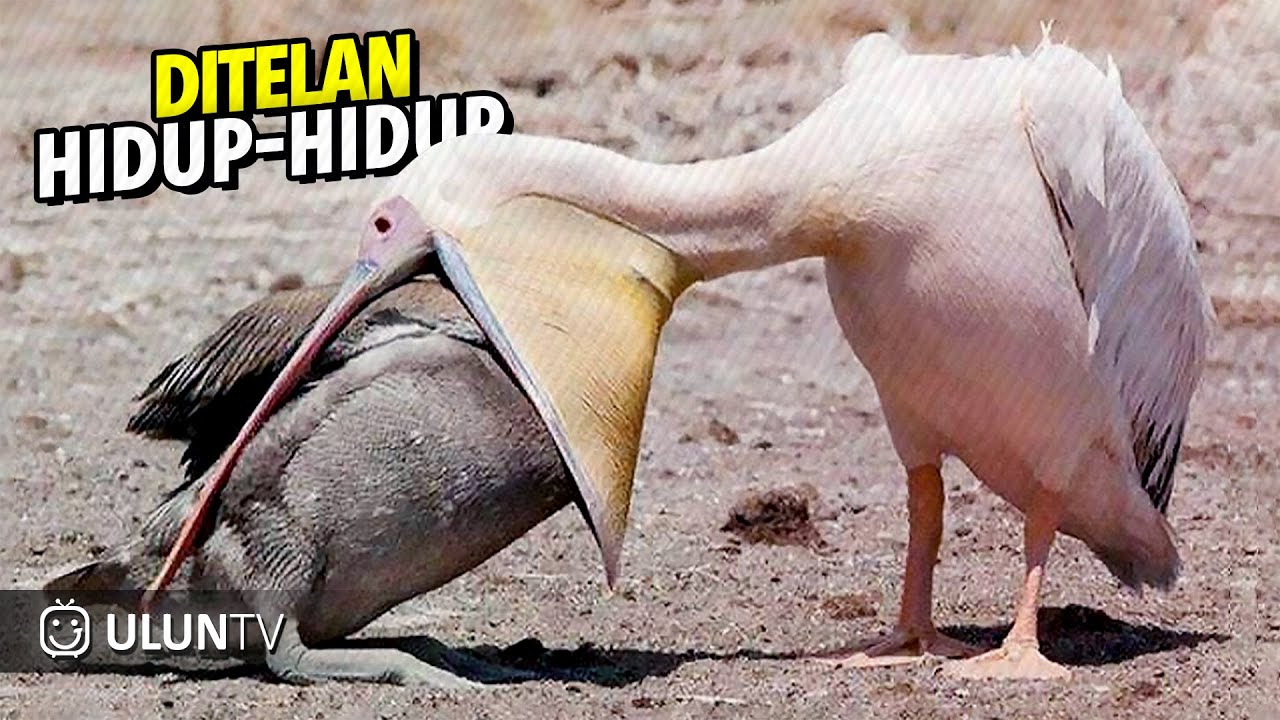 Brutal Banget! 20 Aksi Tidak Masuk Akal Burung Predator Menelan Mangsanya