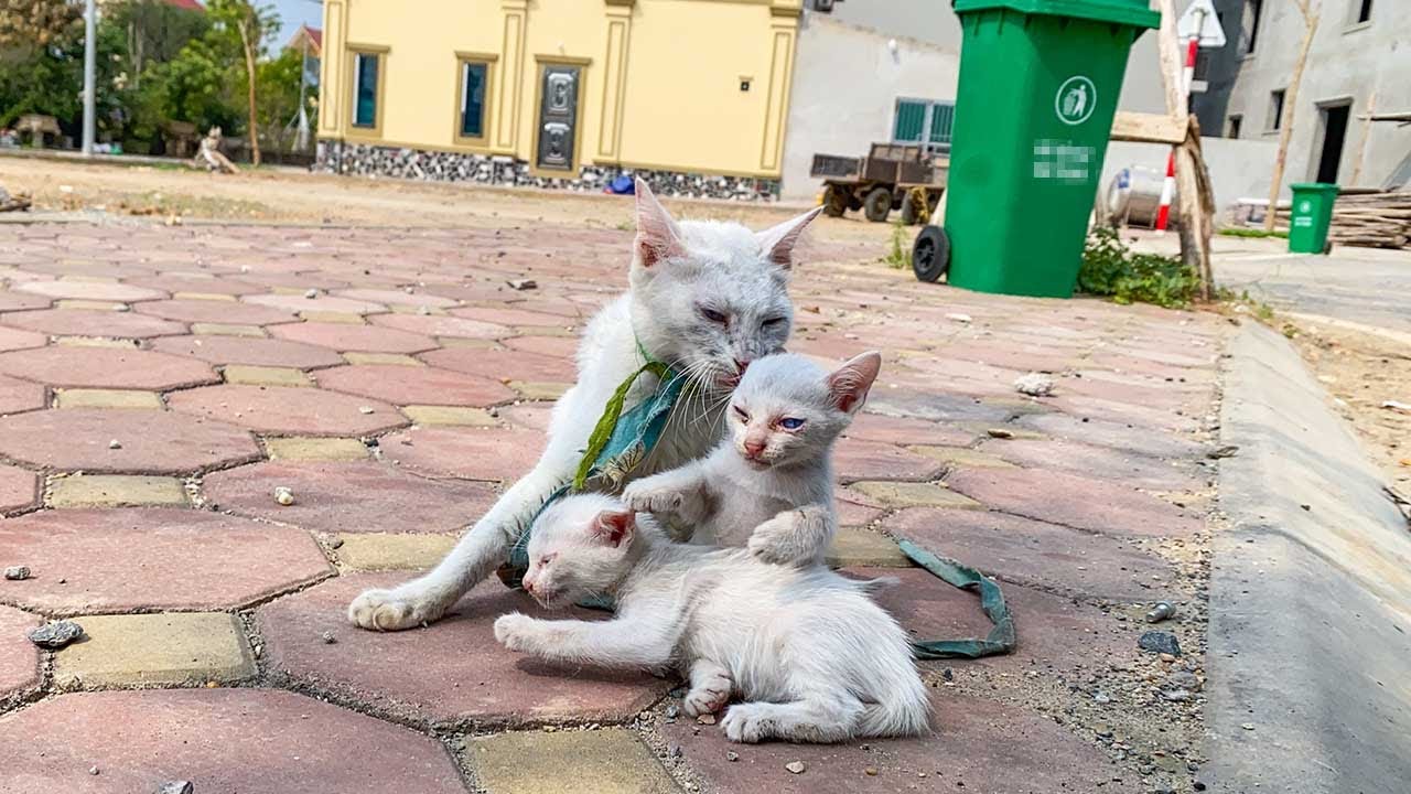 Мама-кошка всю жизнь живет на цепи, ее паникующие котята умоляют о помощи, но никого это не волнует!