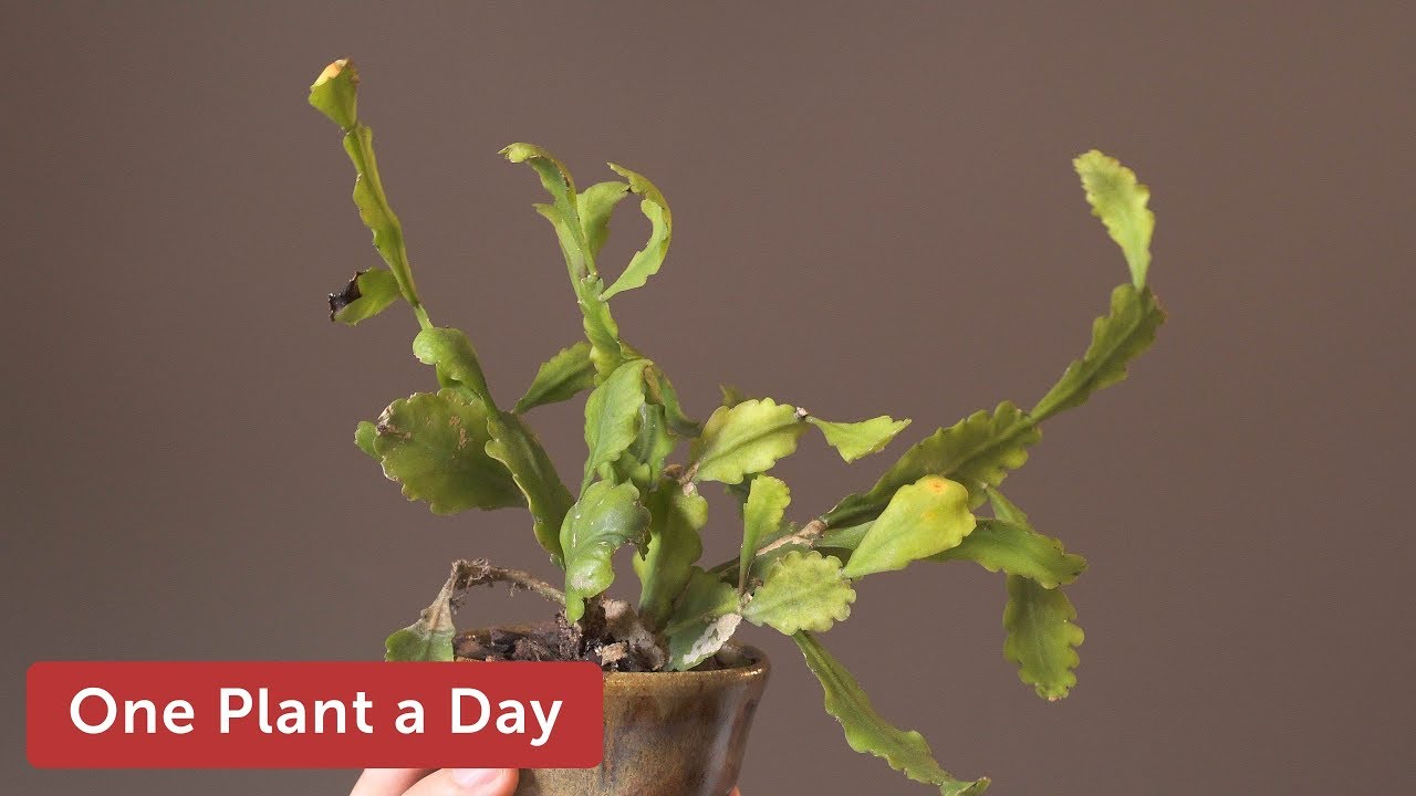 Rhipsalis crispata Houseplant Care — 190 of 365
