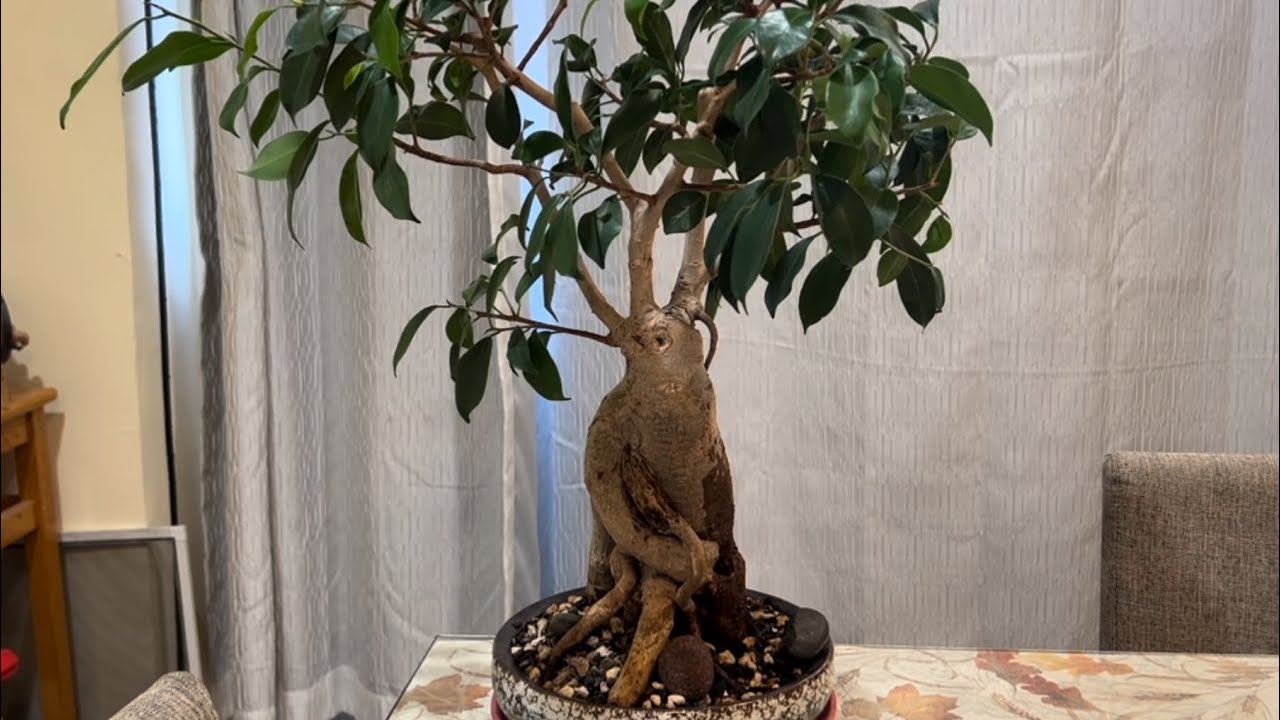 Bonsai Ficus aerial roots plus some Bonsai updates 🌳