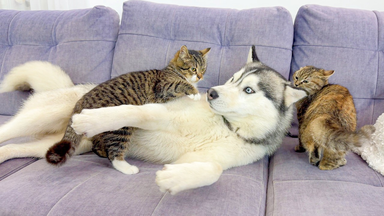 This Giant Husky Was NOT Ready for These Kittens &ndash; Hilarious Reaction!