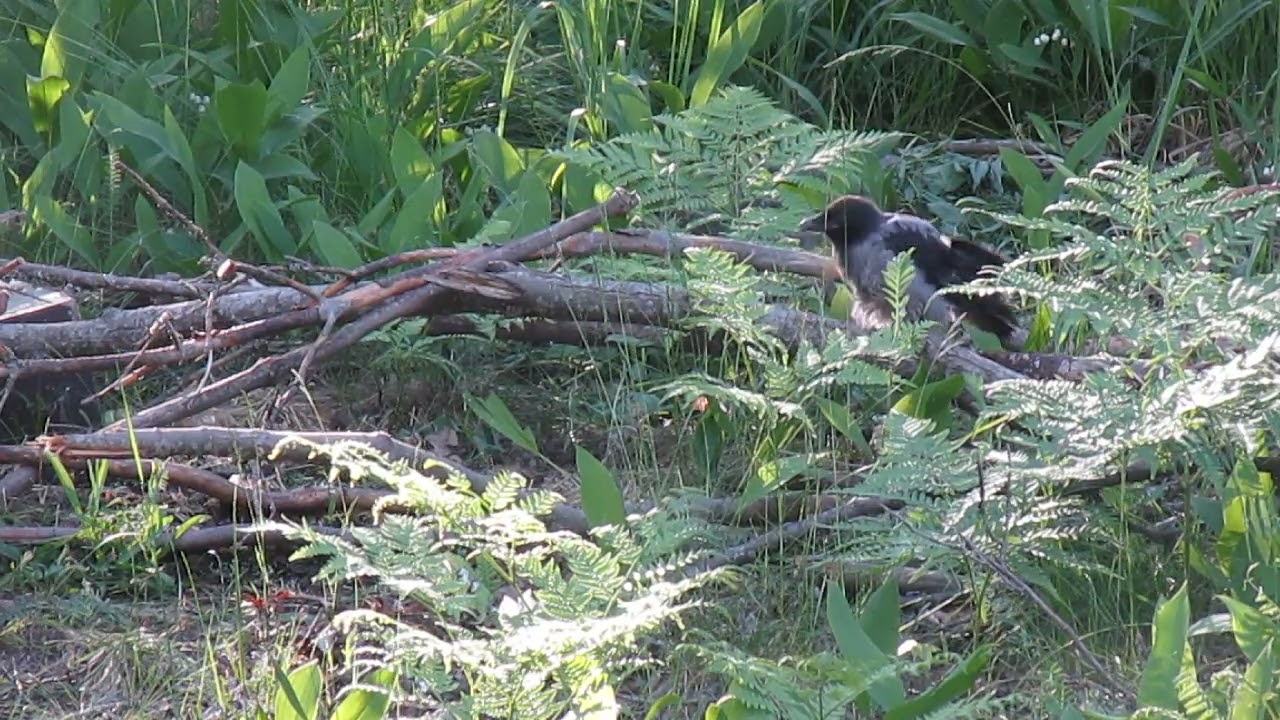 hooded crow baby