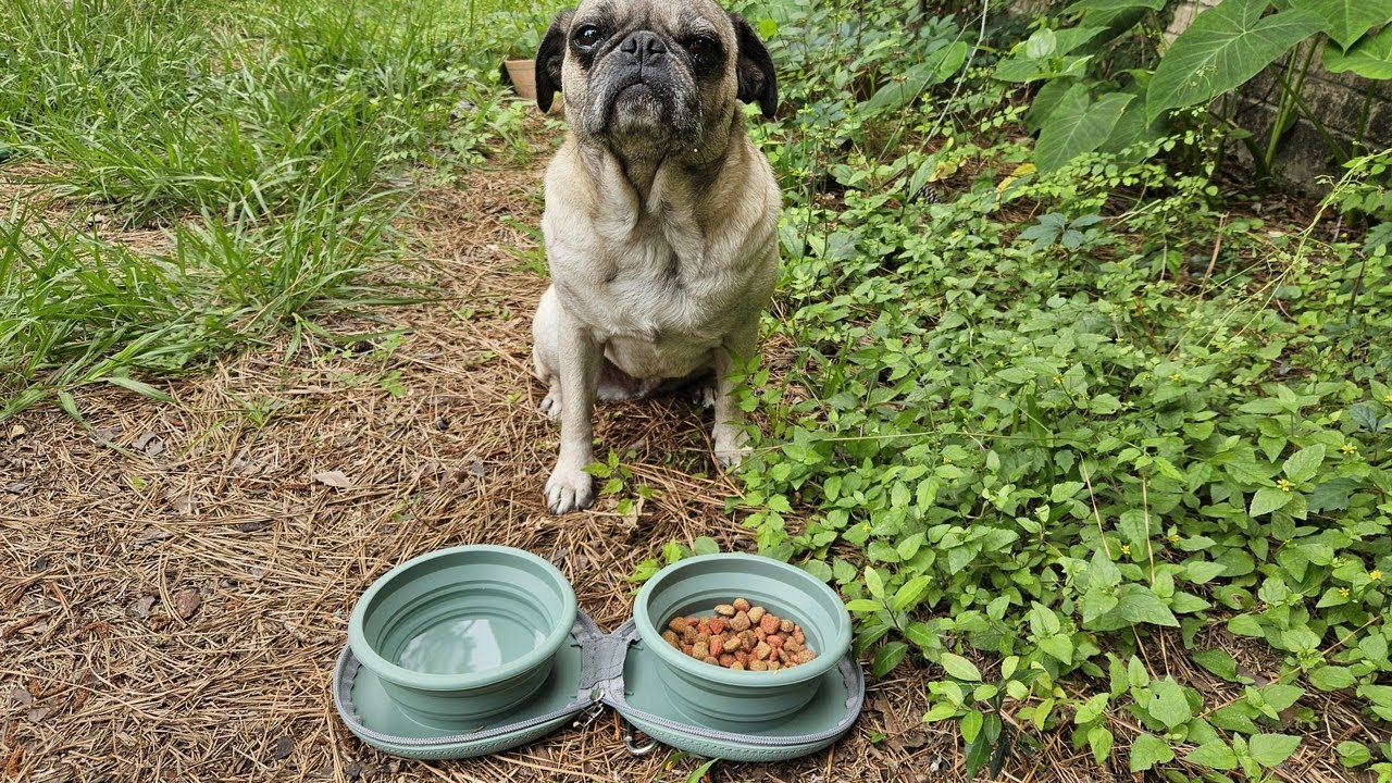 Collapsible Dog Bowls, 2-in-1 Silicone Pet Food and Water Bowl with Carabiner, Portable Double Compa