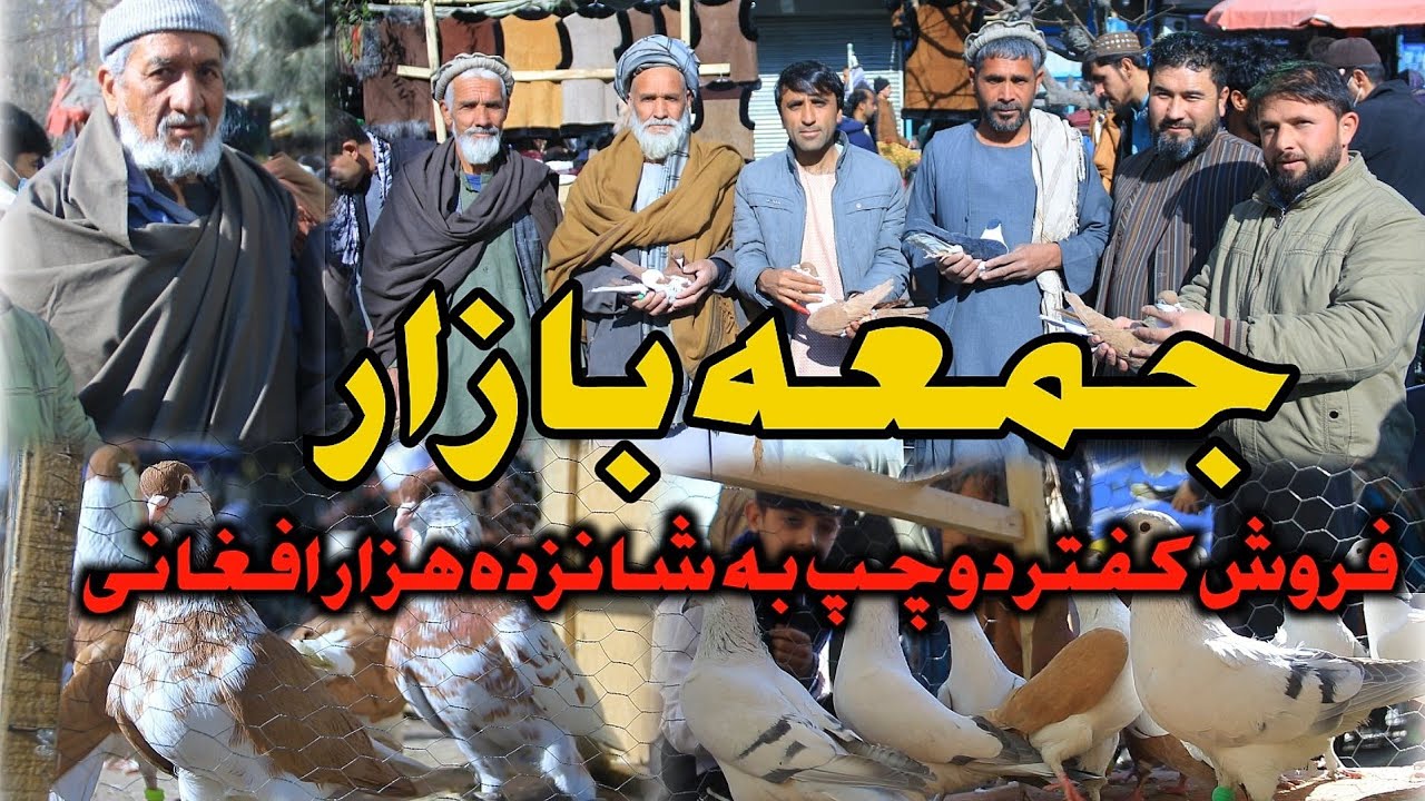 جمعه بازار| فروش کفتر دوچپ به شانزده هزار- Most precious & Famous Do-chap pigeon Sold