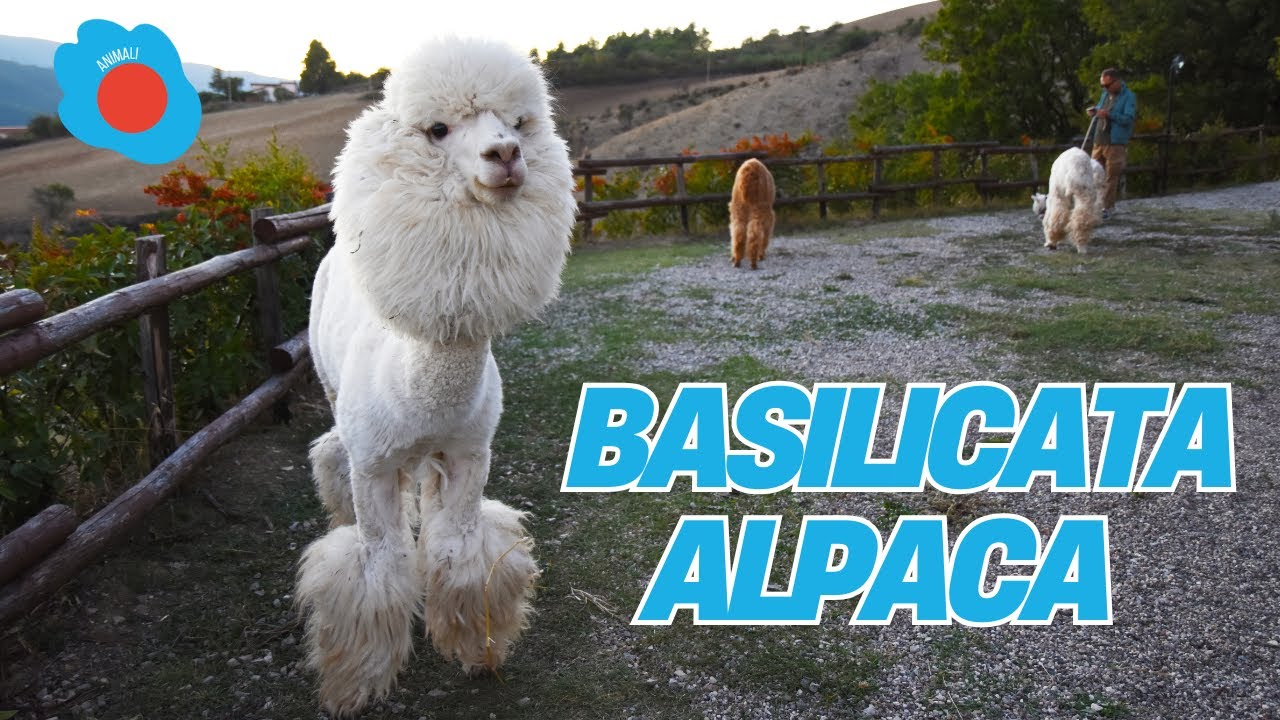 Basilicata Alpaca | Acerenza (Potenza)