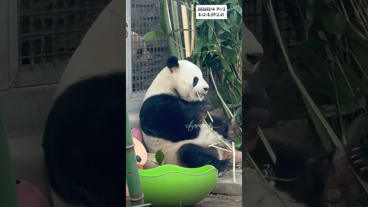 14.2.2026 P1/2 MengLan/萌兰日记