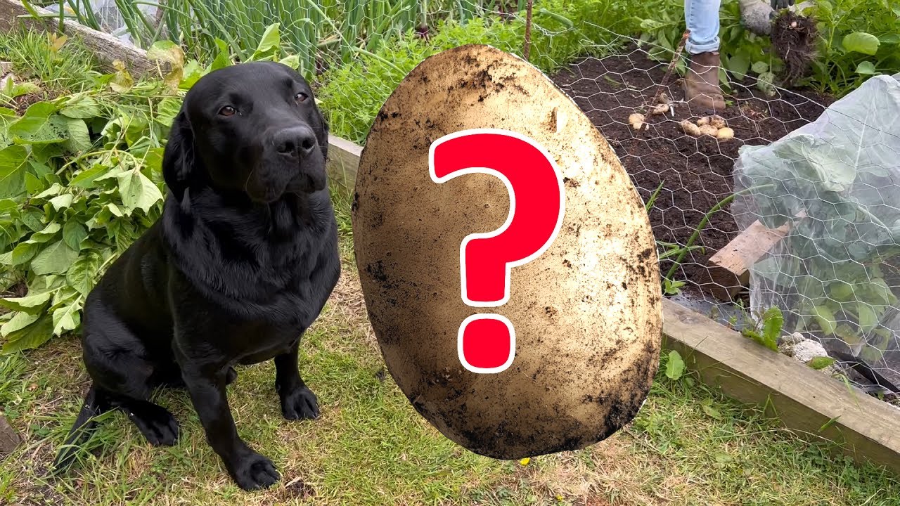 Potato Harvest Reveal 2022