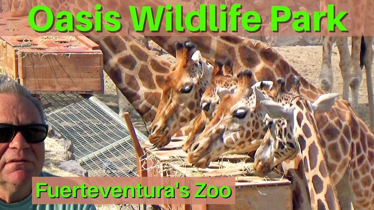 Oasis Park Wildlife Park & Zoo Fuerteventura - What is it like?