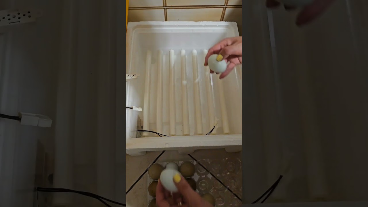 dopo il diciannovesimo giorno #incubatrice #pulcini #uova #gallina #perte #happyfarm