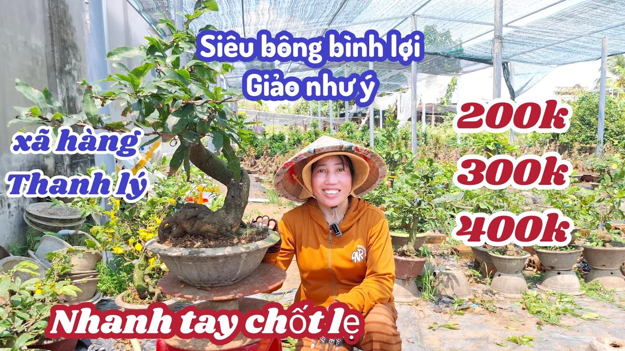 05/03/2026💥Mai vàng mai giống, mai vàng giá rẻ Siêu bông bình lợi, giảo như ý 200k-250k 300k 